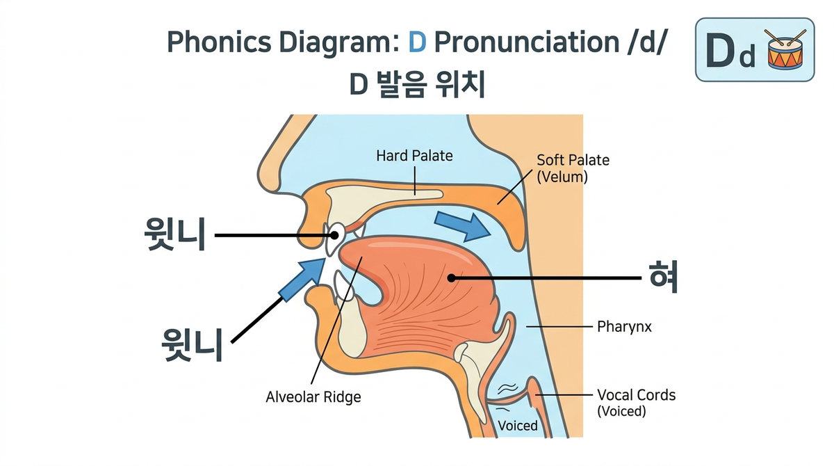 파닉스 자음 D 완벽 정복하기: D와 T 구분법